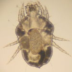 Cheylettiella