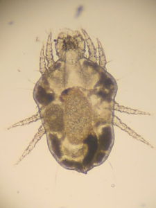 Cheylettiella