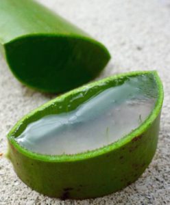 Aloe Vera