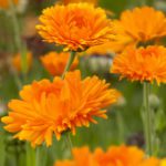 Calendula