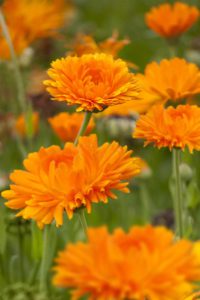 Calendula