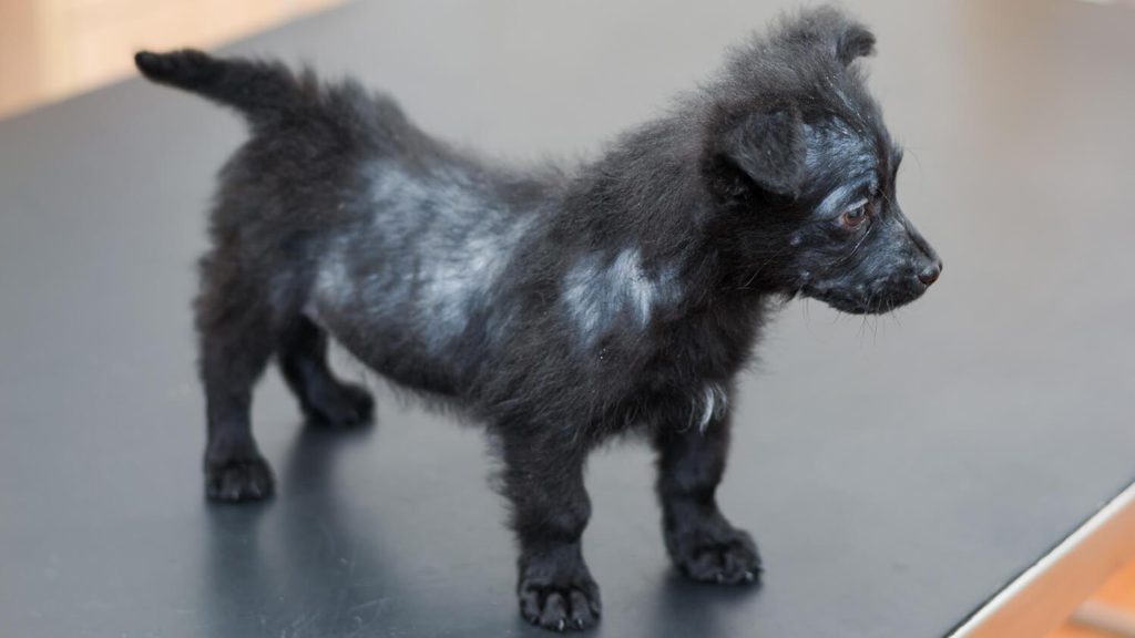 Räude beim Hund