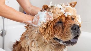 Hund Shampoo
